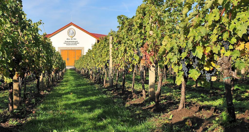 Vinarsky Penzion Andre Velké Pavlovice Exterior foto
